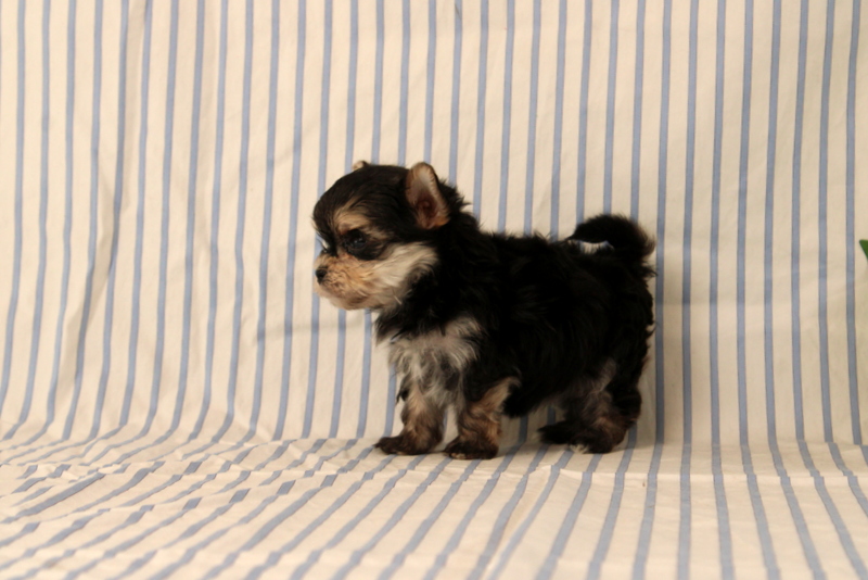 puppy, for, sale, Morkie, Matthew B. Stoltzfus, dog, breeder, Gap, PA, dog-breeder, puppy-for-sale, forsale, nearby, find, puppyfind, locator, puppylocator, aca